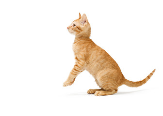 Plaful Orange Striped Tabby Kitten Facing Side