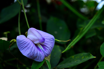 The flowers of the pea