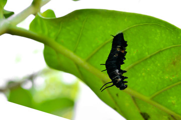 Butterfly's pupa