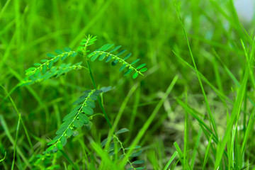 The children under the leaves are growing, with some flowers that are not yet blooming.