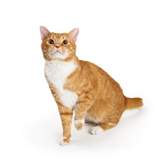 Playful Orange Cat Looking Up Raising Paw