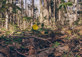 野幌森林公園の福寿草（Adonis ramosa in Nopporo Forest Park）