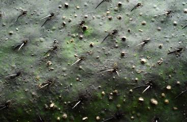 Nopal