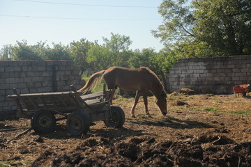 Fototapeta premium Beautiful horse eating grass at sunset in summer