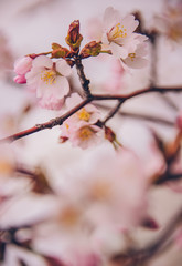 さくら（Cherry Blossoms）