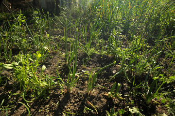 Young onion growing in the garden on a sunny summer day