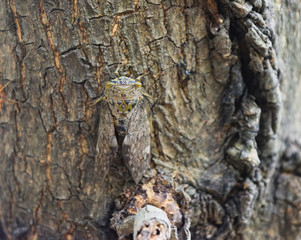 Cicada on brown tree trunk , Tropical Insects of Asia, Color and pattern that are similar to natural texture and background, Camouflage of insect