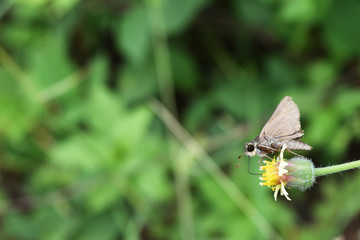 The Common Branded Swift butterfly seeking nectar on the Spanish Needle flower in the field with natural green background