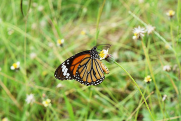 The Monarch butterfly seeking nectar on the Spanish Needle flower in the field with natural green background, Orange  with white and black color pattern on wing of The Common Tiger butterfly   