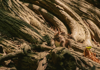 円山原始林のエゾリス（Hokkaido Squirrel in the Maruyama Primitive Forest）