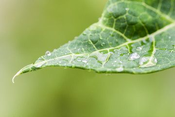 Closeup of raindrops on the tip of green leaf in nature