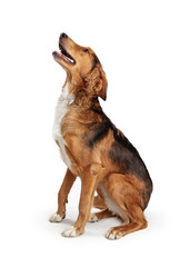 Saluki Crossbreed Dog Sitting Side Looking Up