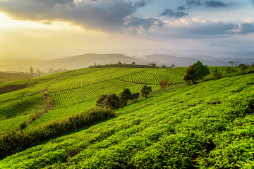 Fototapeta na wymiar Fantastic view of tea plantation at sunset