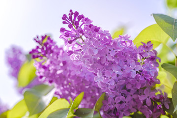 Beautiful view of blooming lilac Bush in the garden. Spring landscape with a bouquet of purple lilac flowers, close-up.