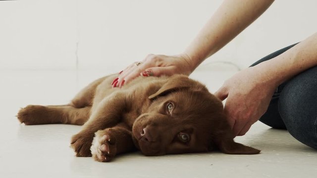 Woman's hands pet an adorable labrador puppy lying on the floor