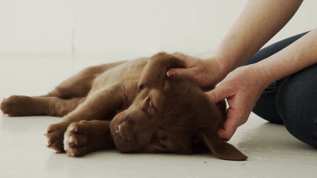 Woman caressing a sick retriver puppy lying on the floor
