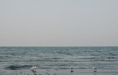 海辺のカモメ(Seagulls on the beach)