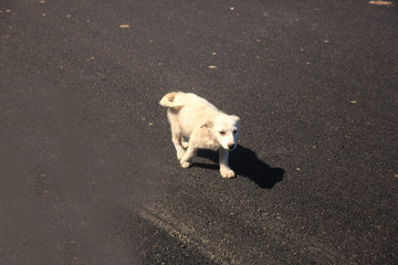 Little  dog outdoors on asphalt 