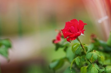 Longstemmed Red Rose on the Branch in a Garden