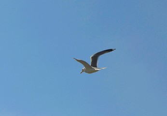 seagull flying in the blue sky