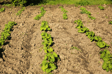 Broad beans plant in the garden 