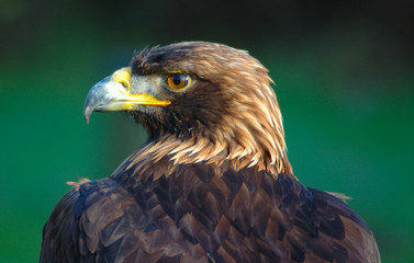 Golden Eagle II