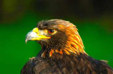 Golden Eagle