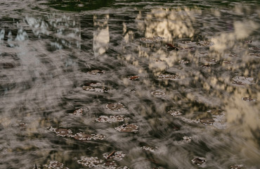 弘前公園の流れる桜の花びら（Flowing cherry blossom petals in Hirosaki Park）