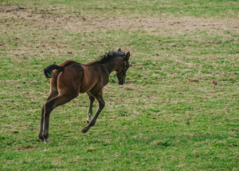 飛び跳ねる仔馬（Bouncing foal）