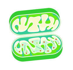 ミトコンドリアの断面図