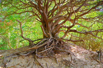 Baum auf der Duene, Hiddensee -  tree in the dunes on the island Hiddensee