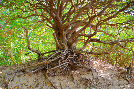 Baum auf der Duene, Hiddensee -  tree in the dunes on the island Hiddensee