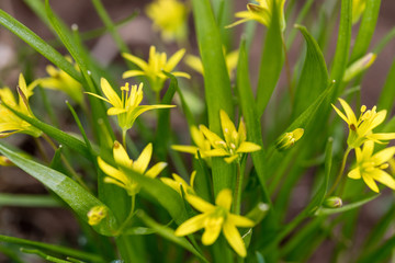 Brightly yellow flowers of the Gagea of Gagea blossomed on a spring meadow. Ready photo background. Soft focus. Degradation. Macro.