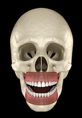 Healthy human teeth with normal occlusion. Medically accurate tooth 3D illustration