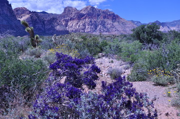 Fototapeta na wymiar Purple indigo bush at redrock