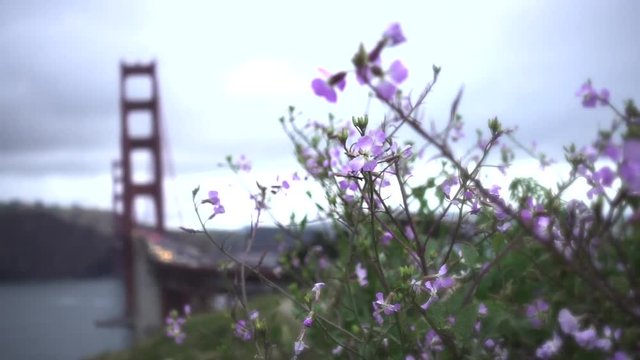 A windy day with Purple flowers at California San Francisco Golden Gate Bridge