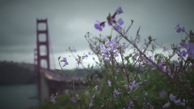A windy day with Purple flowers at California San Francisco Golden Gate Bridge