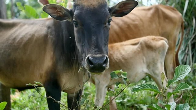 Cows in a Mondolkiri village in Cambodia