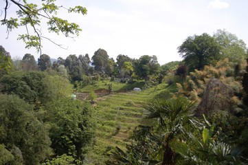 trees in the mountains
