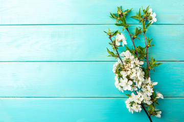 Spring blossom cherry branches on blue wooden background.
