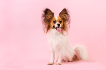 dog breed papillon white-red coloring on the pink background