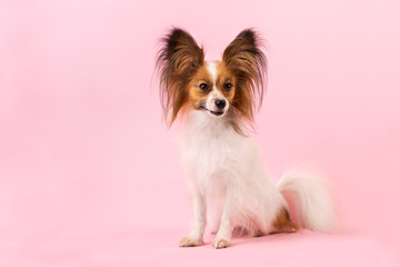dog breed papillon on the pink background