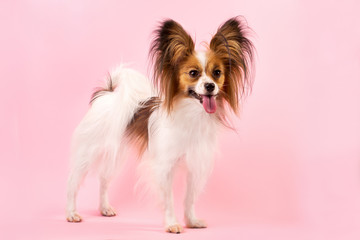 dog breed papillon white-red coloring