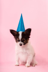 Puppy in a festive cap