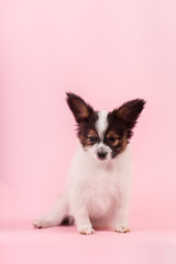 Little puppy of breed papillon