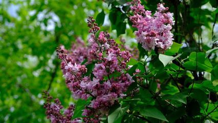 bushes blooming lilac in spring with park
