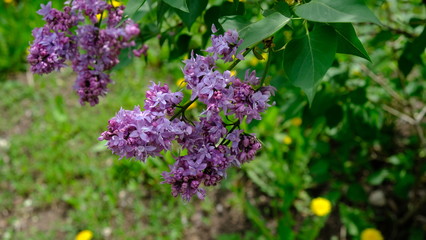 Fototapeta na wymiar bushes blooming lilac in spring with park