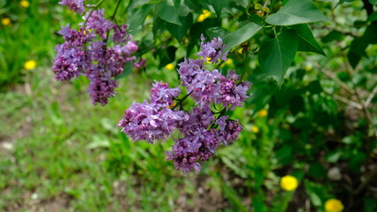 bushes blooming lilac in spring with park