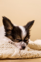 The puppy is sleeping on a softsweater, close-up