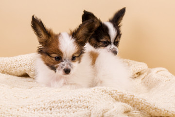 Fototapeta premium Two puppies lie on a knitted sweater